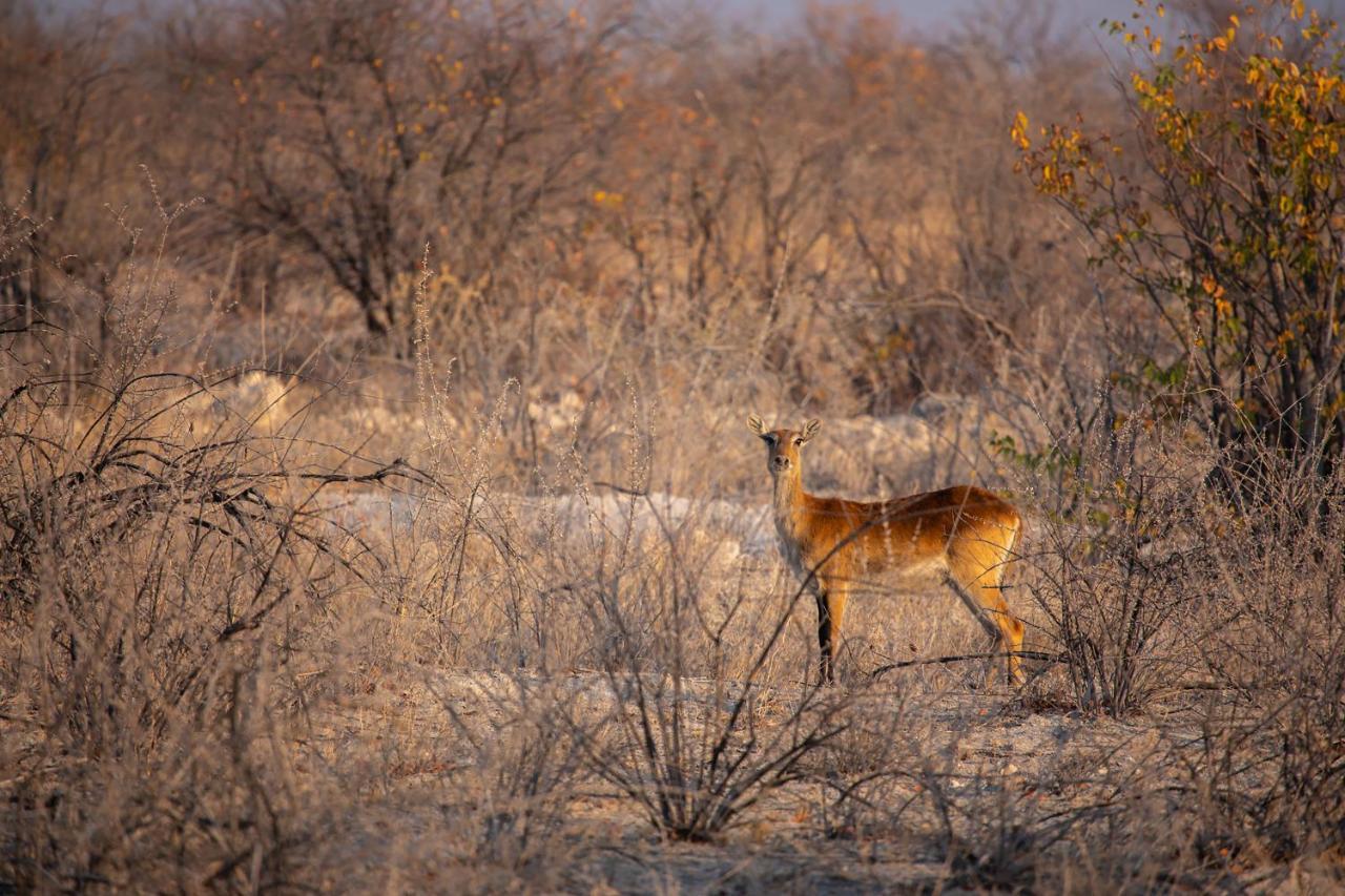 Etosha Trading Post Campsite Okaukuejo Luaran gambar